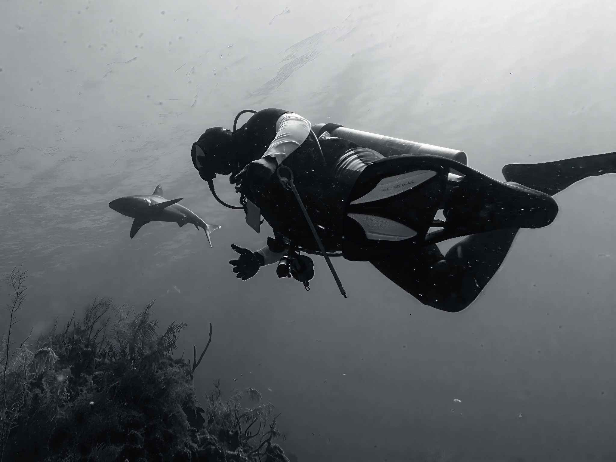 contest-2-adventure-Berke-Ethan-Berke_Shark